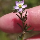 Spergularia rubra (L.) J. & C. PreslSpergularia rubra (L.) J. & C. Presl