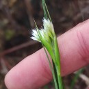 Rhynchospora alba (L.) VahlRhynchospora alba (L.) Vahl