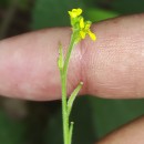 Sisymbrium officinale (L.) Scop.Sisymbrium officinale (L.) Scop.