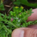 Senecio vulgaris L.Senecio vulgaris L.