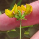 Lotus pedunculatus Cav.Lotus pedunculatus Cav.