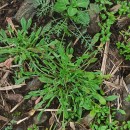 Rumex acetosella  L.Rumex acetosella  L.