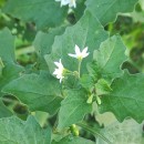 Solanum chenopodioides Lam.Solanum chenopodioides Lam.