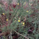 Ulex europaeus L. subsp. europaeusUlex europaeus L. subsp. europaeus