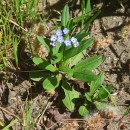 Myosotis martini SennenMyosotis martini Sennen