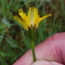 Leontodon saxatilis Lam.Leontodon saxatilis Lam.