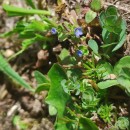 Veronica arvensis L.Veronica arvensis L.