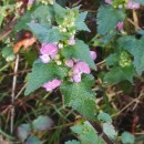 Lamium maculatum L.Lamium maculatum L.