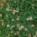 Trifolium occidentale CoombeTrifolium occidentale Coombe