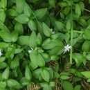 Vinca difformis Pourr.Vinca difformis Pourr.