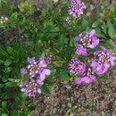 Iberis procumbens Lange subsp. procumbensIberis procumbens Lange subsp. procumbens
