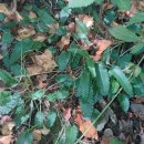 Stachys officinalis (L.) Trevis.Stachys officinalis (L.) Trevis.