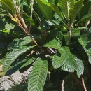 Eriobotrya japonica (Thunb.) Lindl.Eriobotrya japonica (Thunb.) Lindl.