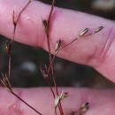 Juncus bufonius L.Juncus bufonius L.