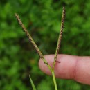 Paspalum distichum L.Paspalum distichum L.