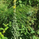 Verbascum thapsus L.Verbascum thapsus L.