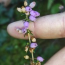 Erica cinerea L.Erica cinerea L.