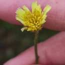 Andryala integrifolia L.Andryala integrifolia L.