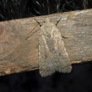 Caradrina clavipalpis Scopoli, 1763Caradrina clavipalpis Scopoli, 1763