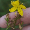 Hypericum undulatum Schousb. ex Willd.Hypericum undulatum Schousb. ex Willd.