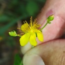 Hypericum pulchrum L.Hypericum pulchrum L.