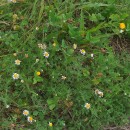 Chamaemelum nobile (L.) All.Chamaemelum nobile (L.) All.