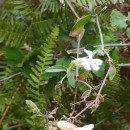 Silene latifolia Poir.Silene latifolia Poir.