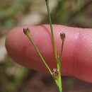 Juncus bulbosus L.Juncus bulbosus L.