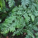 Dryopteris guanchica Gibby & JermyDryopteris guanchica Gibby & Jermy