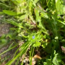 Veronica persica Poir.Veronica persica Poir.