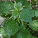 Urtica membranacea Poir.Urtica membranacea Poir.
