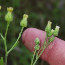 Erigeron sumatrensis Retz.Erigeron sumatrensis Retz.