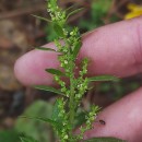 Dysphania ambrosioides (L.) Mosyakin & ClemantsDysphania ambrosioides (L.) Mosyakin & Clemants