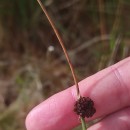 Juncus conglomeratus L.Juncus conglomeratus L.