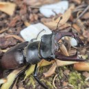 Lucanus cervus (Linnaeus, 1758)Lucanus cervus (Linnaeus, 1758)