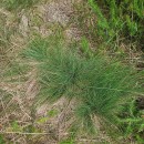 Agrostis curtisii KerguélenAgrostis curtisii Kerguélen