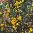 Ulex gallii Panch. subsp. breoganii (Castrov. & Valdés Berm.) Rivas Mart., T.E. Díaz, Fern. Prieto, Loidi & PenasUlex gallii Panch. subsp. breoganii (Castrov. & Valdés Berm.) Rivas Mart., T.E. Díaz, Fern. Prieto, Loidi & Penas