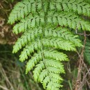 Dryopteris guanchica Gibby & JermyDryopteris guanchica Gibby & Jermy