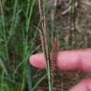 Carex flacca Schreb. subsp. erythrostachys (Hoppe) HolubCarex flacca Schreb. subsp. erythrostachys (Hoppe) Holub