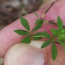 Lotus angustissimus L.Lotus angustissimus L.