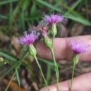 Serratula tinctoria L. subsp. tinctoriaSerratula tinctoria L. subsp. tinctoria
