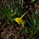 Narcissus pseudonarcissus L. subsp. nobilis (Haw.) A. Fern.Narcissus pseudonarcissus L. subsp. nobilis (Haw.) A. Fern.