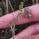 Erica tetralix L.Erica tetralix L.
