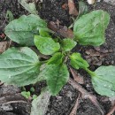 Plantago major  L.Plantago major  L.