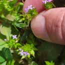 Sherardia arvensis L.Sherardia arvensis L.