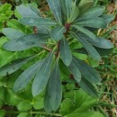 Euphorbia amygdaloides L.Euphorbia amygdaloides L.