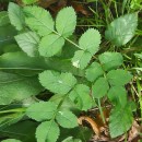 Angelica sylvestris L.Angelica sylvestris L.