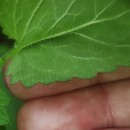 Scrophularia scorodonia L.Scrophularia scorodonia L.