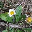 Bellis sylvestris Cyr.Bellis sylvestris Cyr.