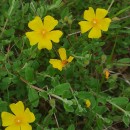 Halimium lasianthum (Lam.) Spach subsp. alyssoides (Lam.) GreuterHalimium lasianthum (Lam.) Spach subsp. alyssoides (Lam.) Greuter